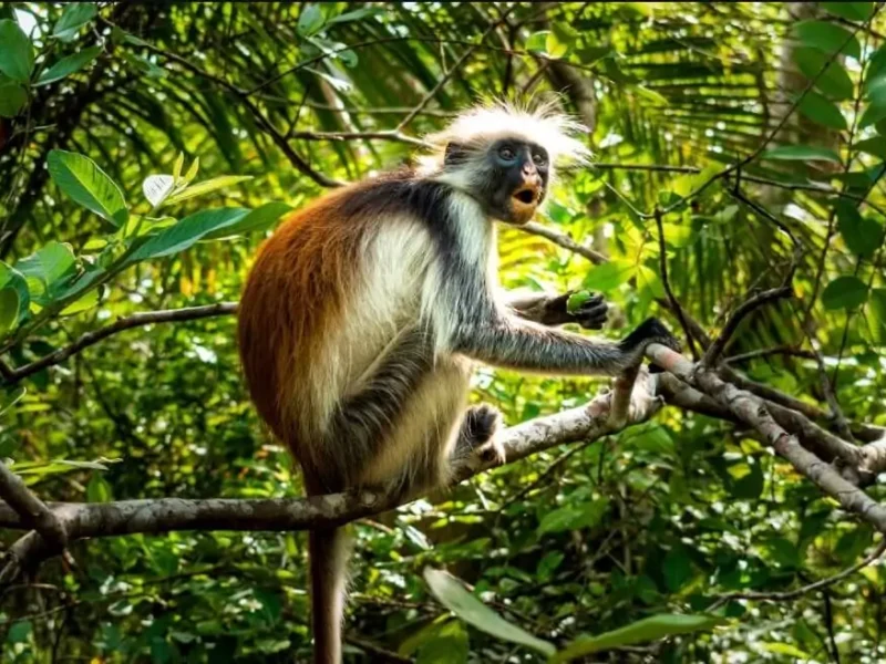 Jozani National Park