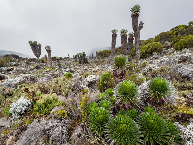 shira platue trekking